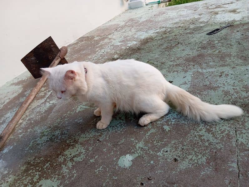 Persian White Male cat 4