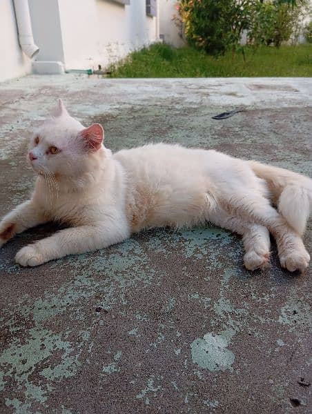 Persian White Male cat 5