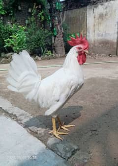 pure white hen murga argent for sale