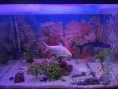 Fish Aquarium For sale with fishes