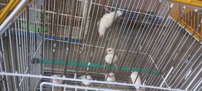 white,silver, opal, fawn java chicks , diamond pied  ,Red pied chicks