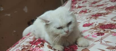 Turkish angora cat for sale