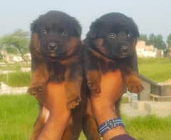 Germen shepherd puppies for sale