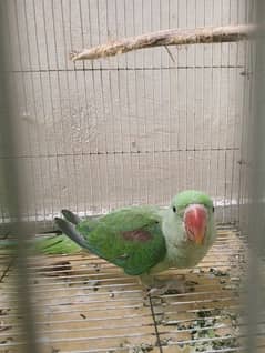 Raw parrot full healthy and active