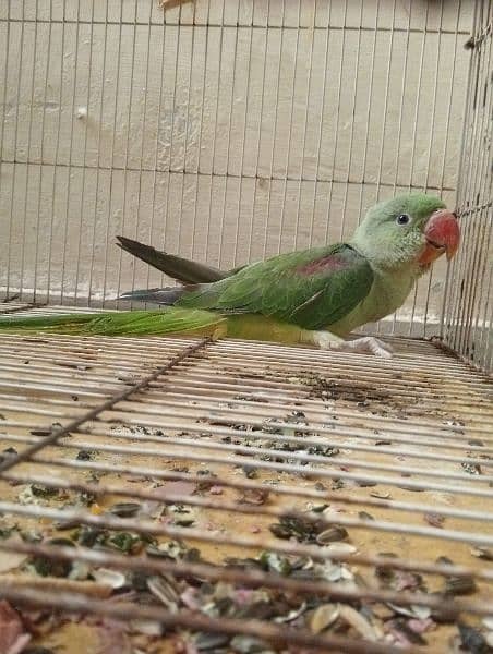 Raw parrot full healthy and active 1