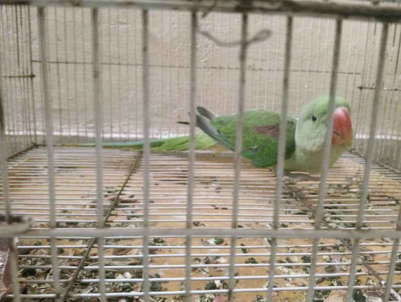 Raw parrot full healthy and active 2