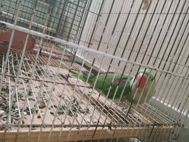 Raw parrot full healthy and active 3