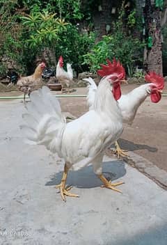 Murga for sale argent  hen