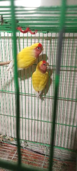 Common lutino Breeder pair 1