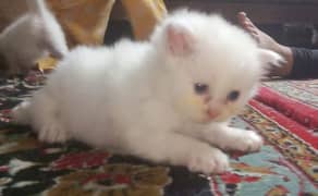 Persian Cats For Sale