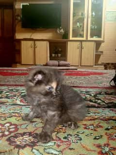 Persian Cats For Sale