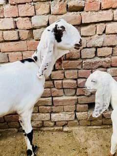 white bakri for sale