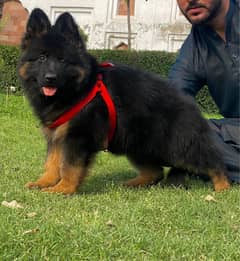 German Shepherd | long coat pupies for sale | Puppy