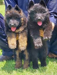 German Shepherd | long coat pupies for sale | Puppy pair