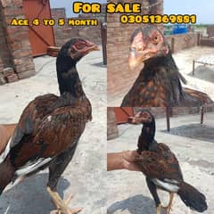 Aseel Pathi for Sale