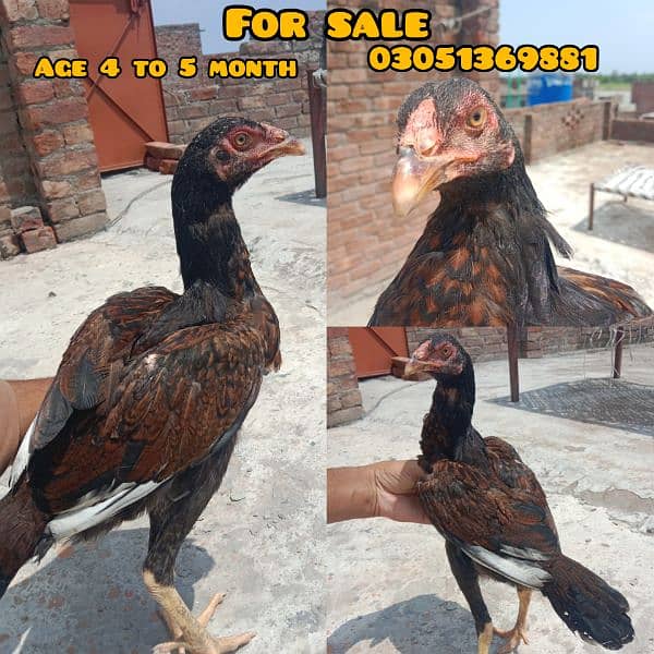 Aseel Pathi for Sale 0