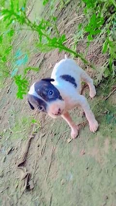 bully gultaria dog male 03479900657