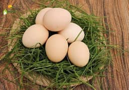 pure Desi fertile eggs