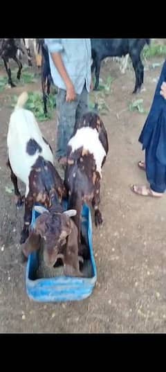 8 male for sale 5 pateri 2 rajanpur 1 beetal full black