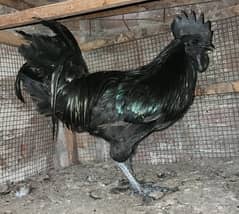 Ayam cemani trio for sale