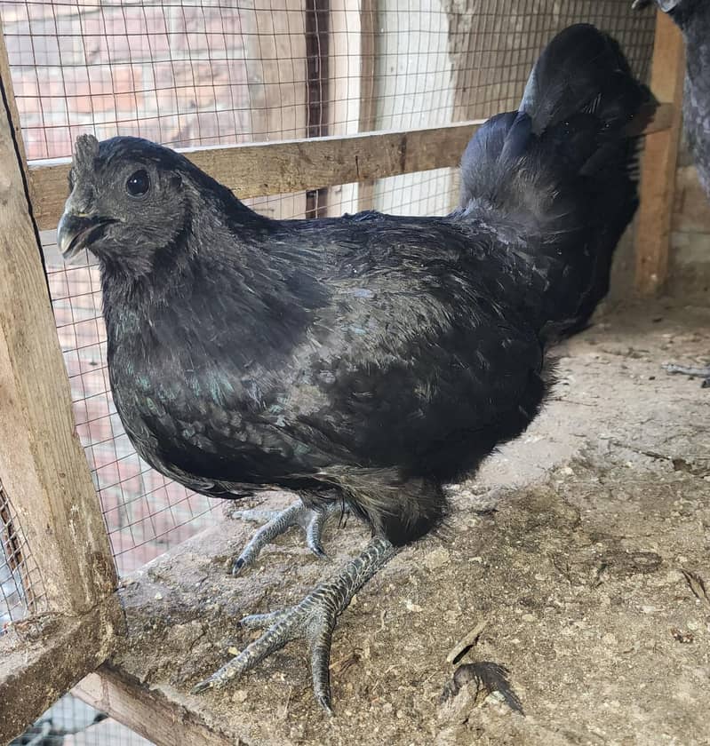 Ayam cemani trio for sale 1