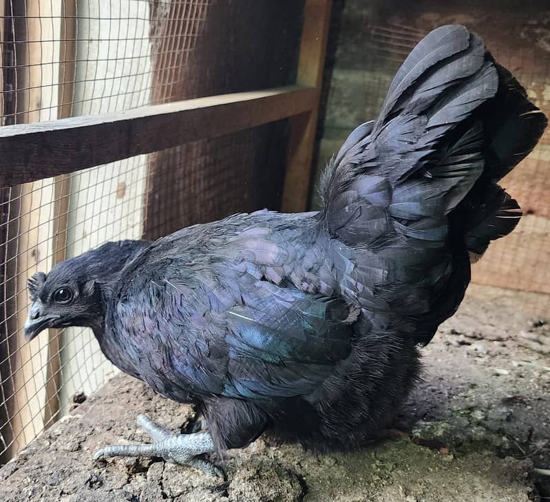 Ayam cemani trio for sale 2