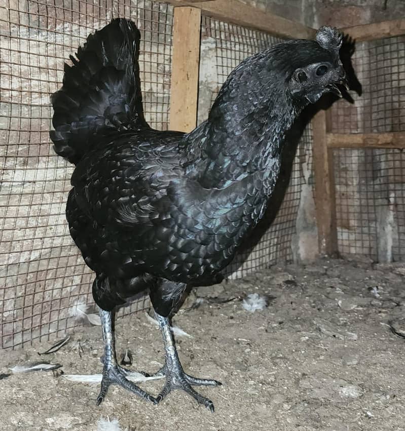 Ayam cemani trio for sale 3