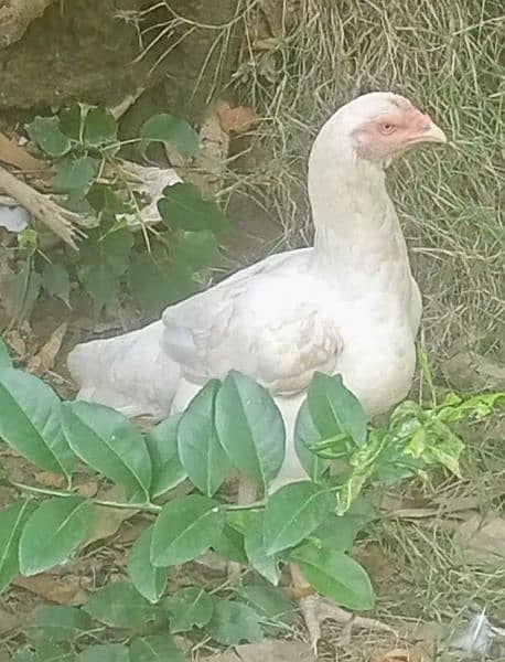 Mian wali Paper White Heera Female Breeders 9