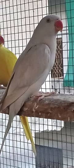 Rainbow ringneck young pair