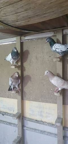 Pigeons