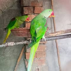 Parrots