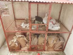 Hen cage for sale