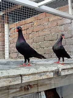 Danish tumbler high quality pigeons and vaccinated pairs healty