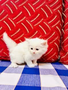 persian cats | persian kitten | 03086272747 | baby kittens