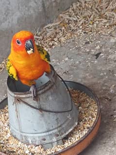 Sun Conure