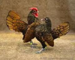 GOLDEN SEBRIGHT CHIKS