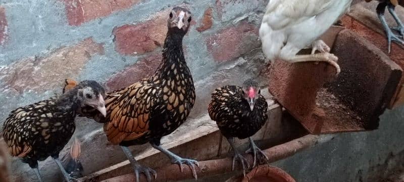 GOLDEN SEBRIGHT CHIKS 1