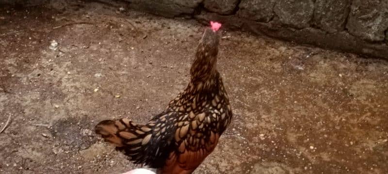 GOLDEN SEBRIGHT CHIKS 2