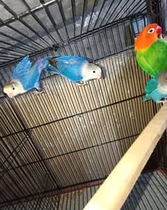 Love Birds For Rehoming