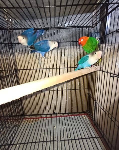 Love Birds For Rehoming 2