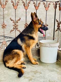 pedigree  german shepherd  female