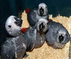 parrot chicks 03278529846 macaw parrot | grey parrot | cockatoo parro