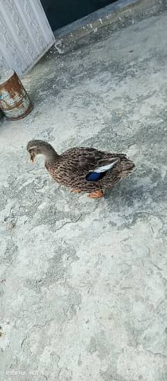 one female duck