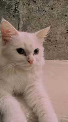 Doll face Persian triple coat kitten (03467254327)