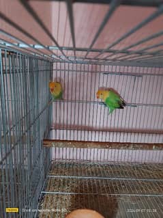 Love birds Breeder Pairs