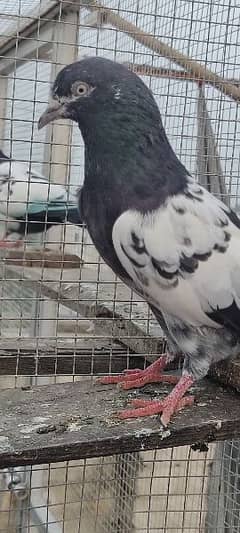 Breeder Male Female Piegons