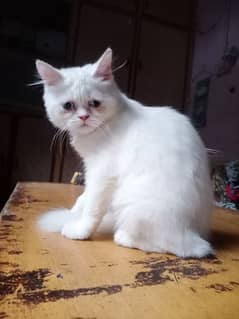 persian cat (name snow)