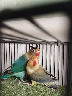 Ready to breed pair parblue euwing fisher lovebird love parrot