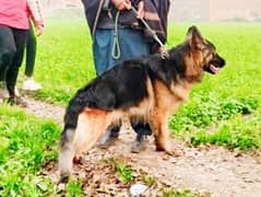 German Shepherd dog for sale