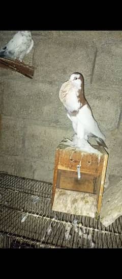 Magpie Pigeon (Ghubara Kabootar) For sale